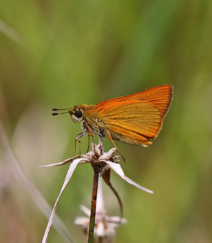 Delaware Skipper